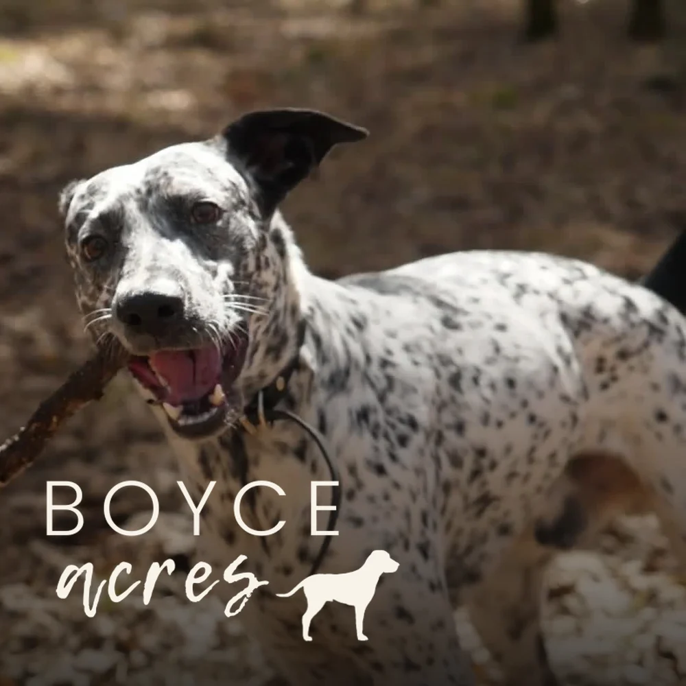 Boyce Acres: a dog running through the woods with a stick